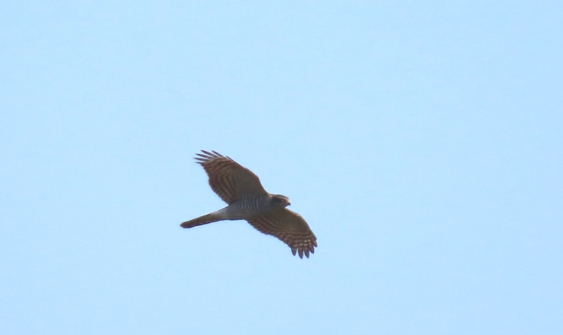 Eurasian Sparrowhawk